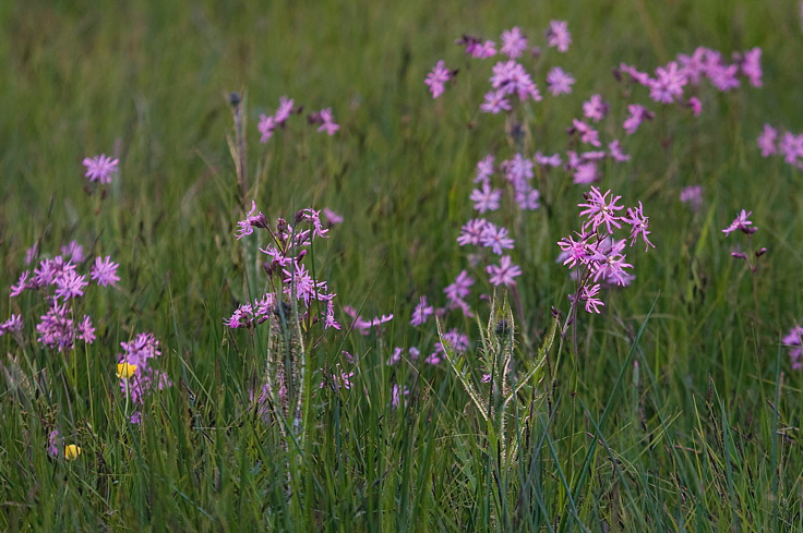 De Spieker Kamerik graslandmensel